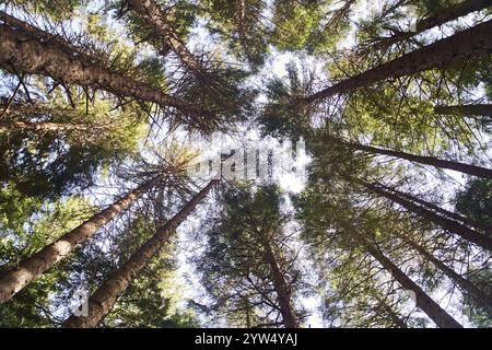 Die Suche nach Kiefern krönt Äste in Wäldern oder Wäldern. Baumwipfel vom Boden aus. Stockfoto
