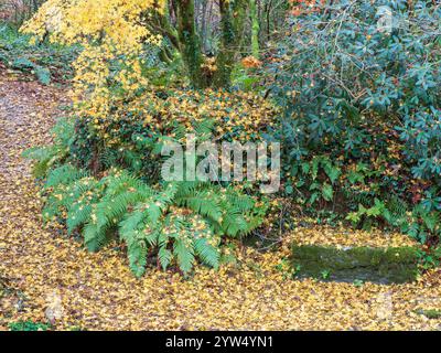 Goldenes Herbstlaub von Acer palmatum mit gefallenen Blättern, die einen Pfad bedecken, und Farnen aus Polystichum setiferum Stockfoto