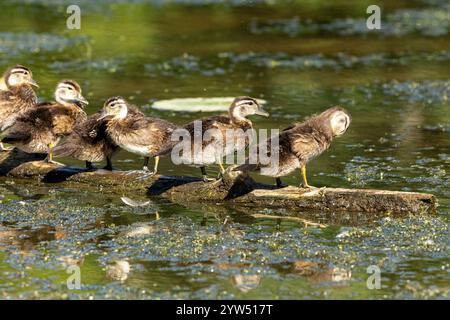 Holzententchen auf Baumstamm Stockfoto