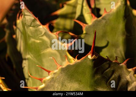 Wicket-Spike von Agave Parrasana, Kohlkopf-Agaven. Natürliches Nahaufnahme-Pflanzenporträt. Faszinierend, einnehmend, Abstraktion, Fantasie, Eindruck Stockfoto