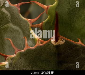 Wicket-Spike von Agave Parrasana, Kohlkopf-Agaven. Natürliches Nahaufnahme-Pflanzenporträt. Faszinierend, einnehmend, Abstraktion, Fantasie, Eindruck Stockfoto