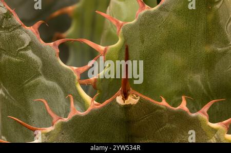 Wicket-Spike von Agave Parrasana, Kohlkopf-Agaven. Natürliches Nahaufnahme-Pflanzenporträt. Faszinierend, einnehmend, Abstraktion, Fantasie, Eindruck Stockfoto