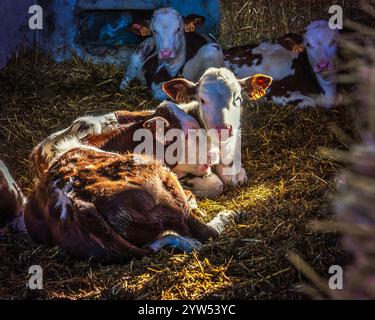 Kälber der Rasse Piè Rouge de l'Est oder French Simmental ruhen im Stall. Chevrières, Frankreich, Europa Stockfoto