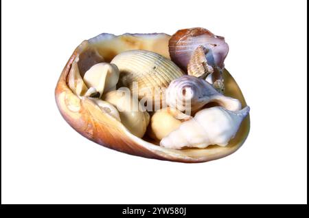 Unterschiedlich große atlantische Muscheln isoliert auf weiß, Nahaufnahme mit interessanten Details Stockfoto