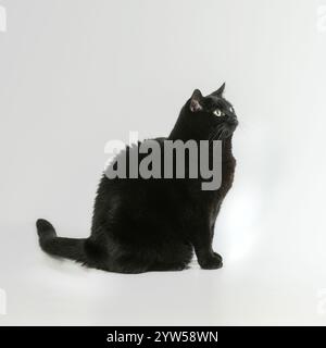 Schwarze Katze, die seitlich auf weißem Hintergrund sitzt und aus dem Schuss blickt. Stockfoto