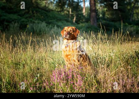 Labrador-Hund sitzt in der Morgensonne im Swinley Forest Stockfoto