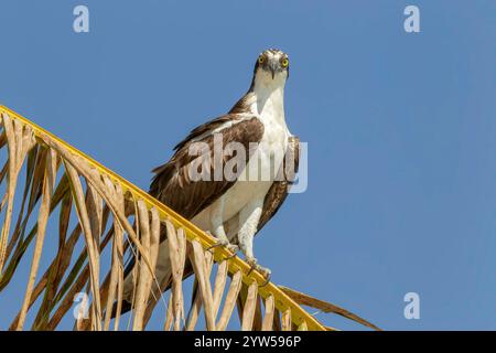 Amerikanischer Fischadler oder westlicher Fischadler, Pandion haliaetus carolinensis, einzelner Vogel auf einem Baum, Everglades, Florida, USA Stockfoto