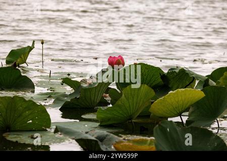 Seerosen blättert auf der Wasseroberfläche des Mincio-Flusses, Mantua Stockfoto