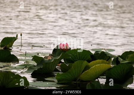 Seerosen blättert auf der Wasseroberfläche des Mincio-Flusses, Mantua Stockfoto