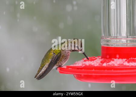 Ein überwinterender Anna's Hummingbird (Calypte anna) trinkt aus einem Futterhäuschen, während Schnee fällt Stockfoto