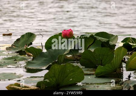 Seerosen blättert auf der Wasseroberfläche des Mincio-Flusses, Mantua Stockfoto