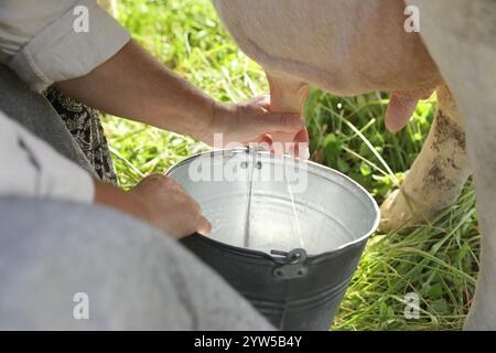 Ältere Frau melkt Kuh im Garten, Nahaufnahme Stockfoto