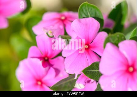 Üppiger Garten voller leuchtender rosafarbener Blumen, die die Schönheit der Natur und das Wesen der Frühlingsfreude zeigen. Stockfoto