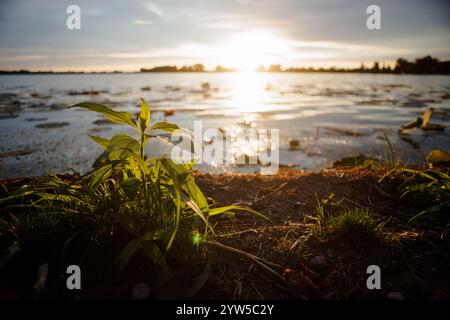 Flussufer-Vegetation entlang des Mincio River in Mantua, die bei Sonnenuntergang im Hintergrund mit natürlichen Lichteffekten der Linsen aufgenommen wird, die eine ruhige und atmosphärische Atmosphäre schaffen Stockfoto