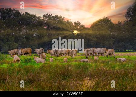 Natürliche Wiese bei Andersche Diep in der niederländischen Provinz Drenthe bei Sonnenuntergang mit herdenfreien Kühen und Spätsonne, die durch Baumkrone A scheint Stockfoto