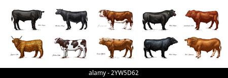 Eine Gruppe Kühe, die nebeneinander auf weißem Hintergrund stehen. Viehbullen. Verschiedene Rassen von Haustieren. Graviert handgezeichnet Stock Vektor