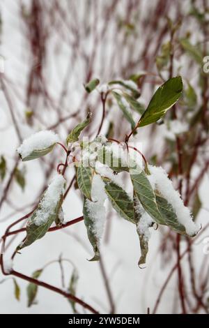 Cornus alba Argenteomarginata, Cornaceae, weiße und grüne Blätter. Deren Argenteomarginata bedeckt mit Schnee, Nahaufnahme. Winter-Look der Pflanze. Ein schneebedecktes d Stockfoto