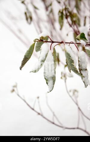 Cornus alba Argenteomarginata, Cornaceae, weiße und grüne Blätter. Deren Argenteomarginata bedeckt mit Schnee, Nahaufnahme. Winter-Look der Pflanze. Ein schneebedecktes d Stockfoto