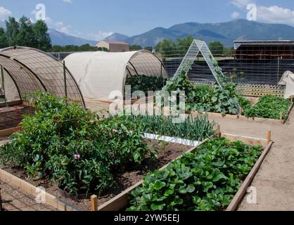 Ein gepflegter Gemüsegarten in den Bergen von Colorado bietet alles von Kürbis und Bohnen bis hin zu Tomatillos, Brokkoli und Zwiebeln. Stockfoto