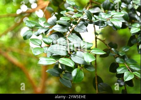 immergrünes Laub der chilenischen Myrte, auch bekannt als Myrtus luma oder Luma apiculata, im britischen Garten Juli Stockfoto