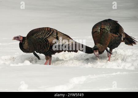 Wilde Truthühner in Ontario, Kanada, bei einem Wintervogelfutter, das Saatgut vom Boden isst Stockfoto