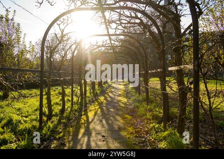 Birnenstraße, Birnenreihe in Ursuline Gardens, ehemalige Klostergärten, Sittard, Limburg, Niederlande. Stockfoto