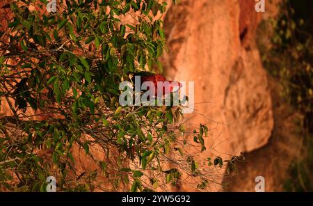 Rot-grüner Ara (Ara chloropterus), Nationalpark Chapada dos Guimaraes, Brasilien Stockfoto