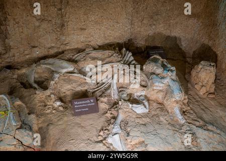 Fossil eines kolumbianischen Mammuths (Mammuthus columbi) am Waco Mammoth National Monument, Waco, Texas, USA Stockfoto