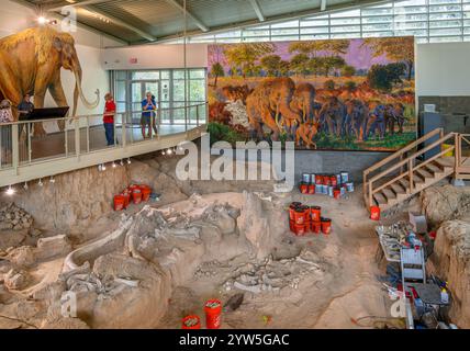 Neben einem Gemälde kolumbianischer Mammuths (Mammuthus Columbi) im Waco Mammoth National Monument, Waco, Texas, USA Stockfoto