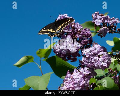 Bestäuber, die die wichtige Arbeit mit Blumen machen Stockfoto