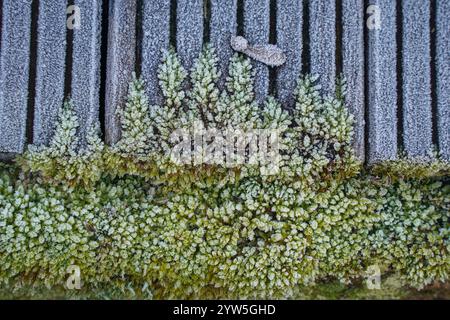 Moosfrost bedeckt mit Eis, wächst über einem Holzdeck. Stockfoto