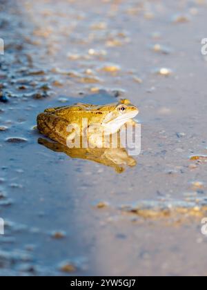 Grüner Frosch und Reflexion in einer Wasserpfütze Stockfoto