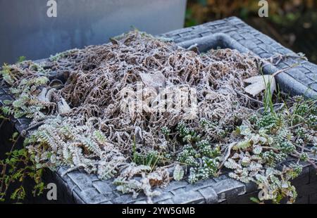 Pflanzen in einem mit Frost bedeckten Topf, Reim im Garten. Stockfoto