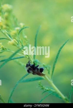 Bestäuber, die die wichtige Arbeit mit Blumen machen. Wildblumen, die von Hummeln bestäubt werden Stockfoto