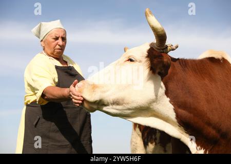 Ältere Frau, die Kuh unter blauem Himmel füttert Stockfoto