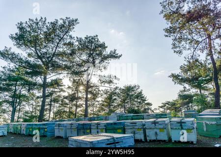 Bienenstöcke in einem Kiefernwald, ländliche Landschaft, Bienenstöcke zwischen den Bäumen. Eine Bienenfarm auf dem Land Stockfoto