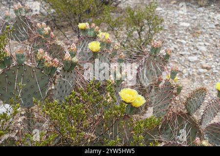 Blühende Schönheiten der Chihuahuan-Wüste: Stachelige Birnen entfalten sonnige gelb-orange Blüten mit feurigen Zentren, während cholla Cousins Delikatessen zeigen Stockfoto