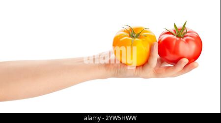 Rosa gelbe Tomatenmischung im Handweg isoliert auf weiß Stockfoto