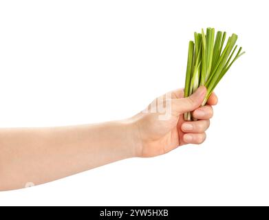 Wilder Knoblauch im Handweg isoliert auf weiß Stockfoto