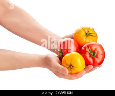 Rosa gelbe Tomatenmischung im Handweg isoliert auf weiß Stockfoto