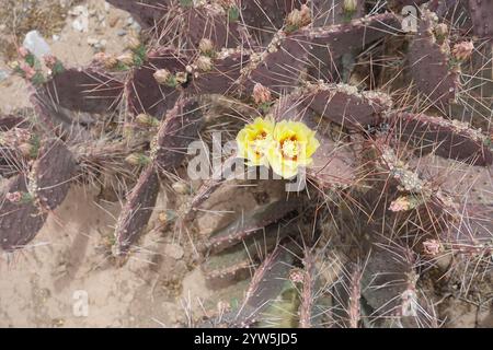 Blühende Schönheiten der Chihuahuan-Wüste: Stachelige Birnen entfalten sonnige gelb-orange Blüten mit feurigen Zentren, während cholla Cousins Delikatessen zeigen Stockfoto