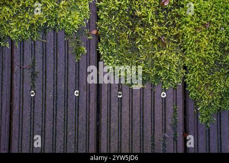 Moos wächst über einem Holzdeck. Stockfoto