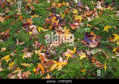 Herbstlaub in grünem Gras. Stockfoto