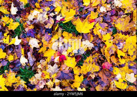 Eine detaillierte Ansicht der herabfallenden Herbstblätter auf dem Boden mit einer lebhaften Mischung aus Rot-, Orange-, Gelb- und Brauntönen, die das Wesen des f einfangen Stockfoto