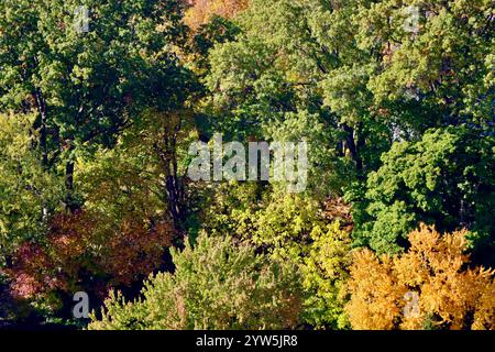Aerial view of fall colors over Lakewood, Ohio, west of downtown Cleveland, fall 2024 Stockfoto