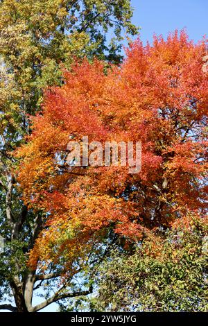 Fall colors in Lakewood, Ohio, west of downtown Cleveland, 2024 Stockfoto