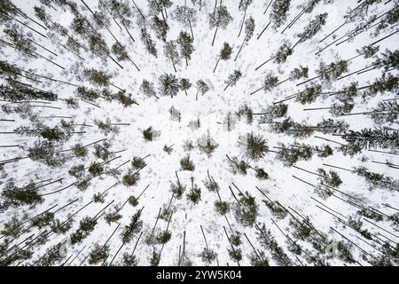 Aus der Vogelperspektive auf einen winterlich schneebedeckten Kiefernwald. Winterliche Waldstruktur. Luftaufnahme. Drohnenansicht einer Winterlandschaft aus der Vogelperspektive. Schneebedeckter Wald. Hallo Stockfoto