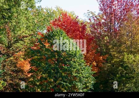 Trees with fall colors in Lakewood, Ohio, west of downtown Cleveland, 2024 Stockfoto
