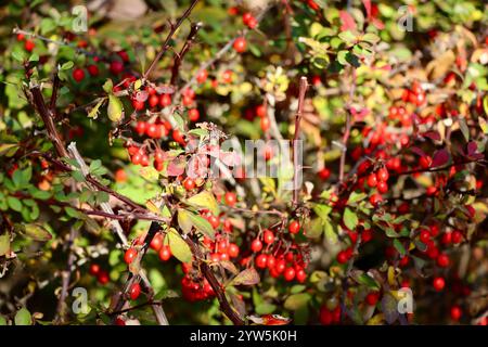 Red berries and fall colors in Lakewood, Ohio, west of downtown Cleveland, 2024 Stockfoto