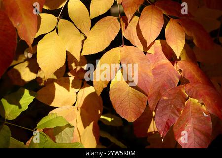 Fall colors in Lakewood, Ohio, west of downtown Cleveland, 2024 Stockfoto